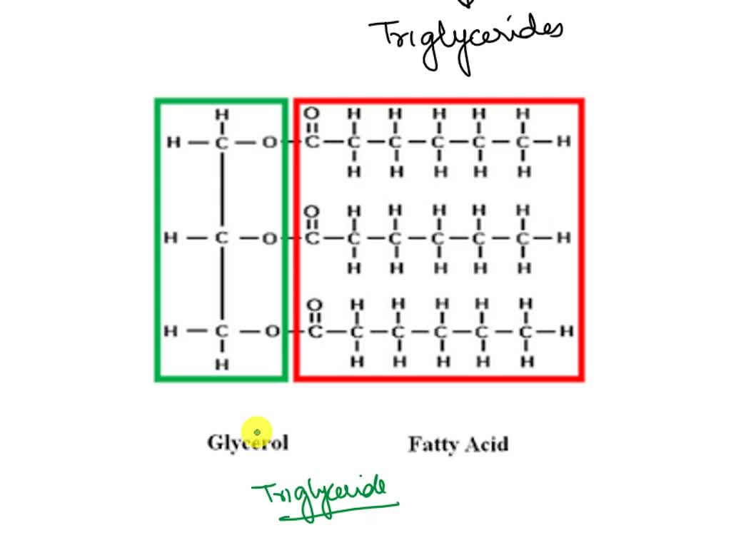 Draw And Label The Structure Of The Following Monomers Of The Draw And Label The Structure Of The Following Monomers Of The