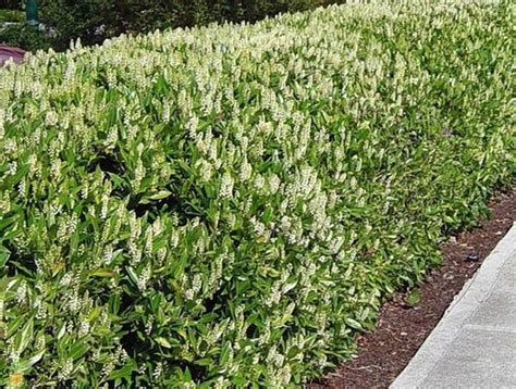 Dwarf Cherry Laurel Otto Luyken Plants Around Pool Laurel Hedge