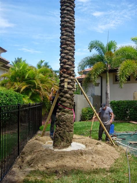 Earth Shattering Gardening What S At Stake With My Palms Earth Shattering Gardening What S At Stake With My Palms