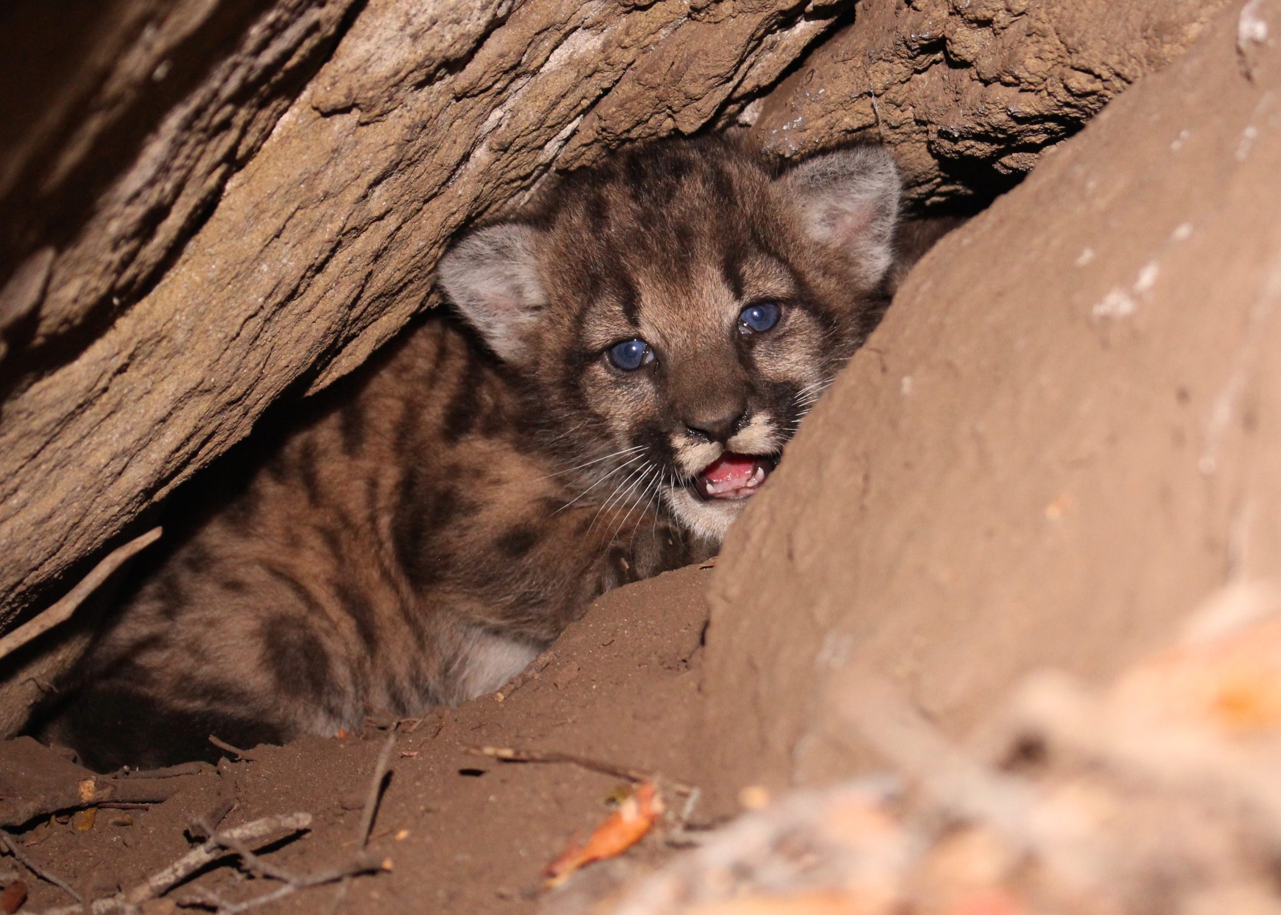 East Texas: Mountain Lion Mystery