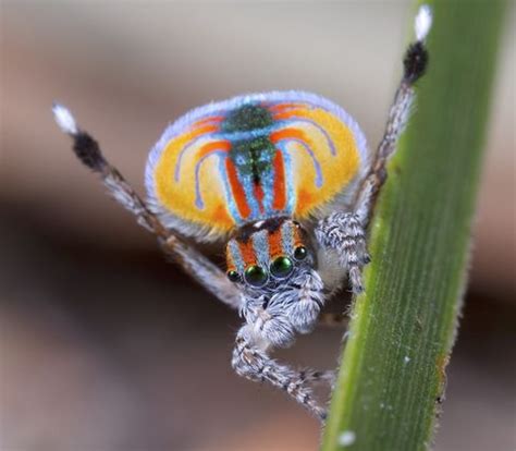 Egg Laying Mammals And Peacock Spiders Meet Some Of Australia S Egg Laying Mammals And Peacock Spiders Meet Some Of Australia S