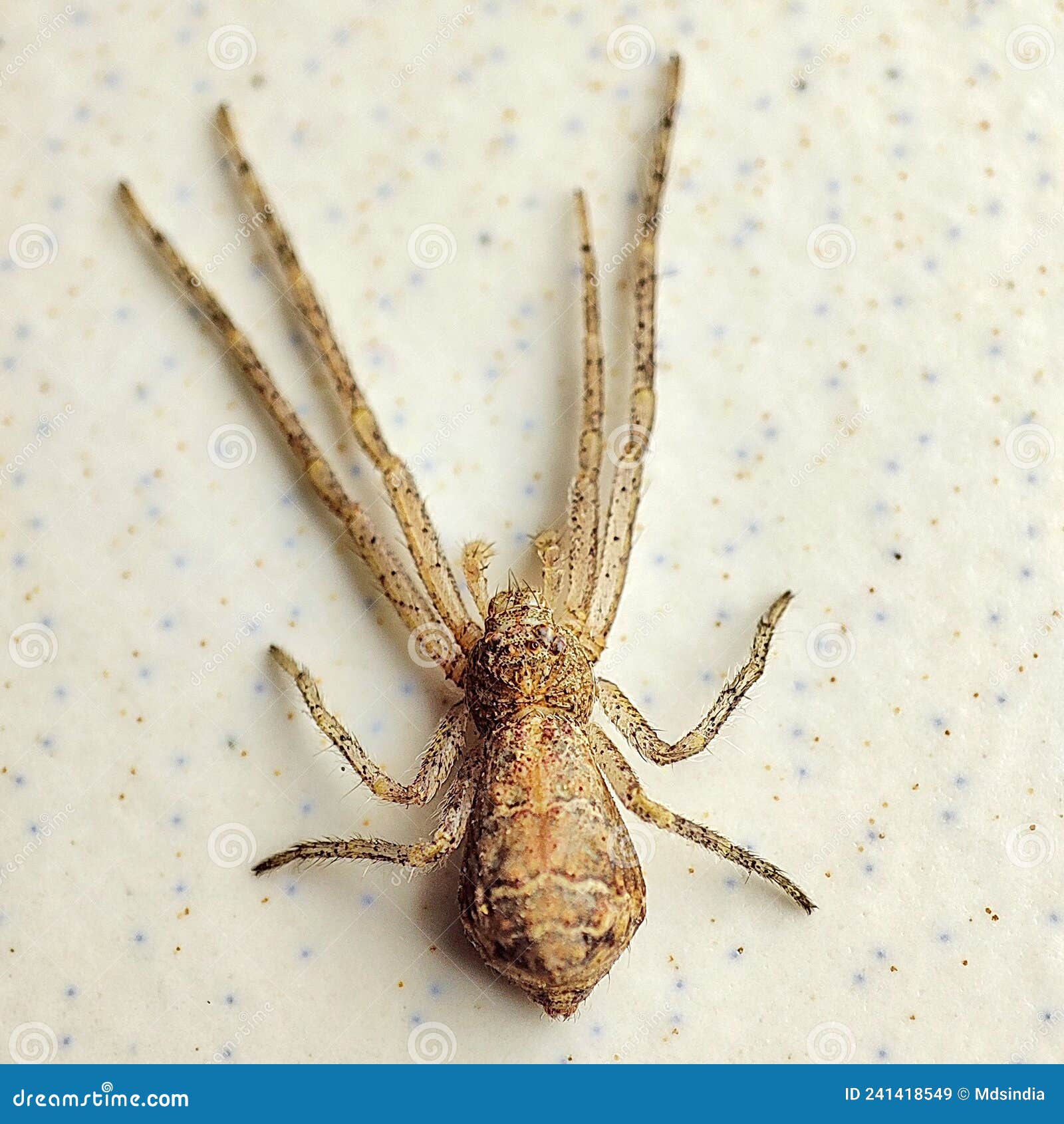 Eight Legs Spider Stock Image Image Of Horror Poisonous 241418549 Eight Legs Spider Stock Image Image Of Horror Poisonous 241418549