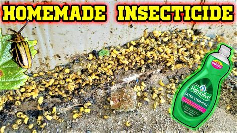 Top 5 Elm Bug Killers