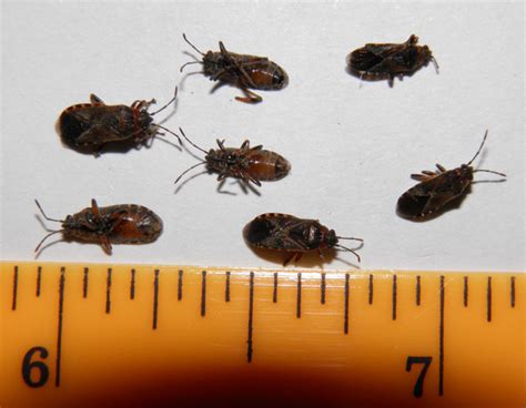 Taming the Elm Seed Bug Invasion