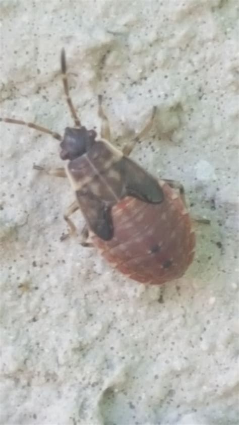 Unveiling the Secrets of Elm Seed Bug Nymphs