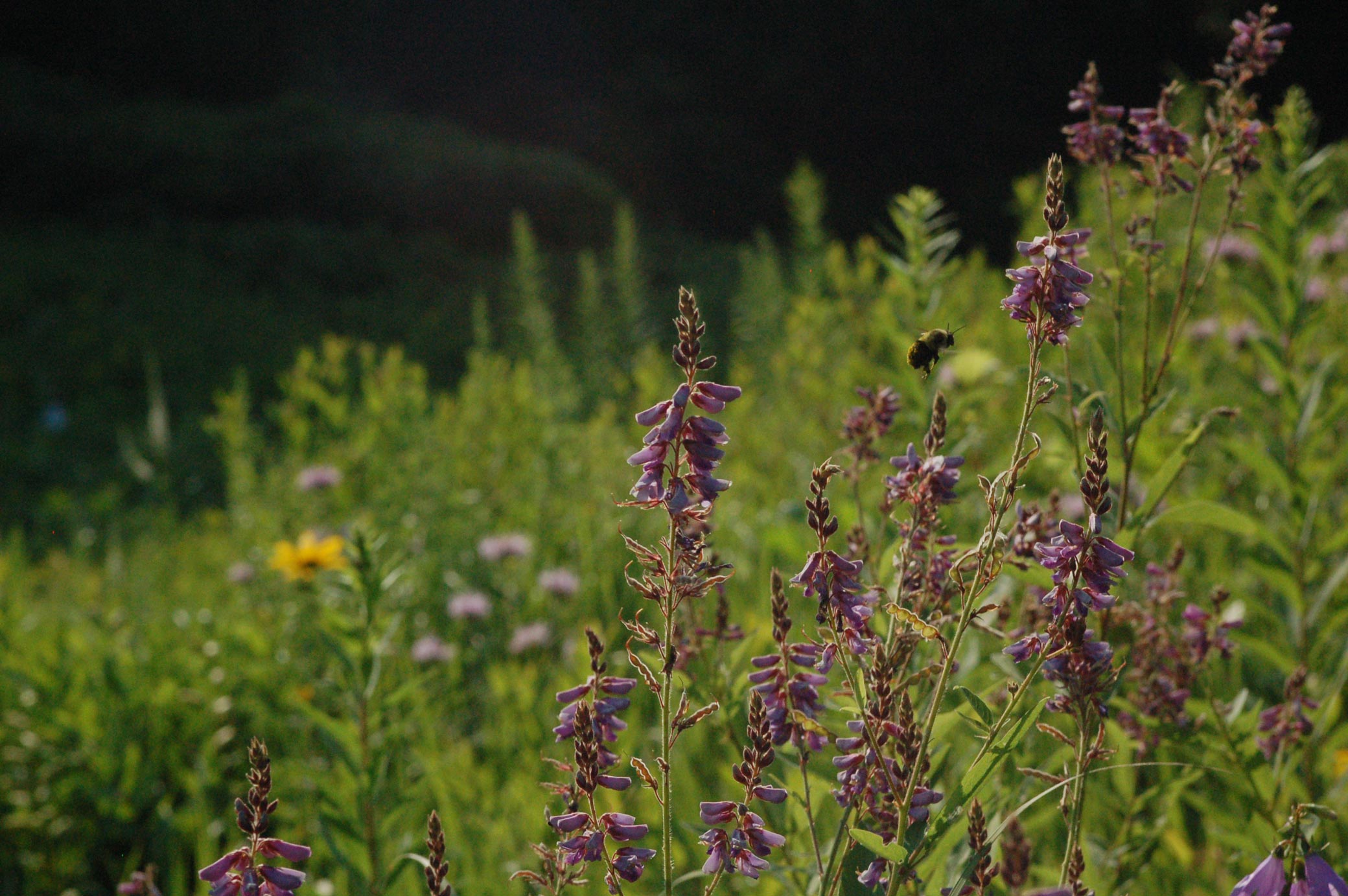 Top 5 Wildflower Garden Secrets Top 5 Wildflower Garden Secrets