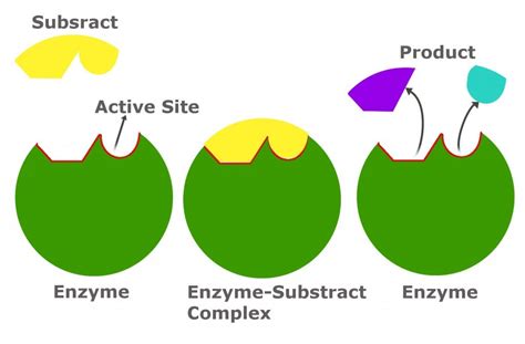 Unveiling Enzyme Complex's Substrate Secrets