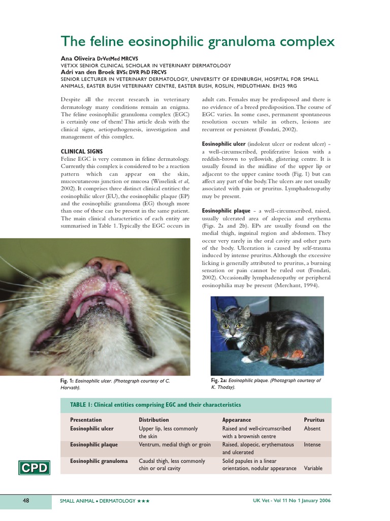 The Ultimate Guide to Feline Eosinophilic Granuloma The Ultimate Guide to Feline Eosinophilic Granuloma