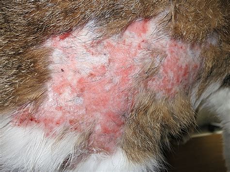 Eosinophilic plaque in cats: 10 Facts