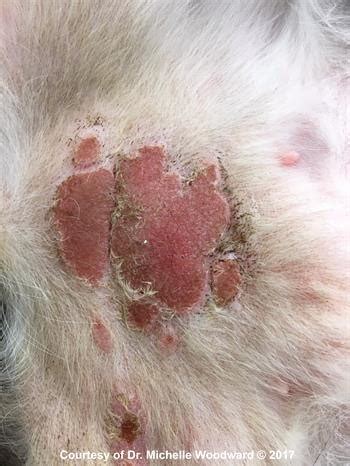 4 Tips for Eosinophilic Plaques