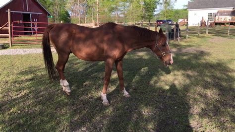 Unraveling the Mystery of EPM in Horses Unraveling the Mystery of EPM in Horses