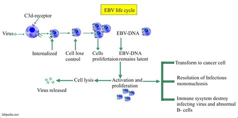 Epstein Barr Virus Ebv Infectious Mononucleosis Labpedia Net Epstein Barr Virus Ebv Infectious Mononucleosis Labpedia Net