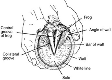 Equine Hoof Anatomy Equine Hoof Anatomy