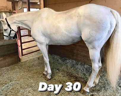 Equine Protozoal Myeloencephalitis Epm Youtube Equine Protozoal Myeloencephalitis Epm Youtube