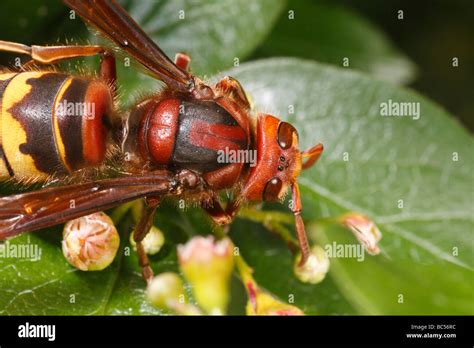 5 Facts About European Hornets 5 Facts About European Hornets