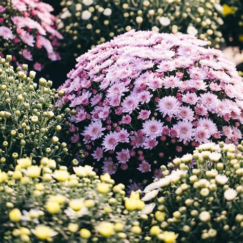 Evergreen Flowering Shrubs For Full Sun Uk Okejely Garden Plant Evergreen Flowering Shrubs For Full Sun Uk Okejely Garden Plant