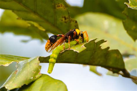 Everything You Need To Know About Mud Daubers Hawx Pest Control Everything You Need To Know About Mud Daubers Hawx Pest Control