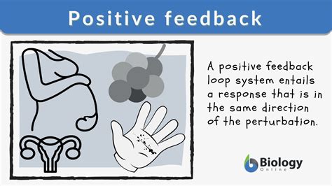4 Positive Feedback Mechanisms in the Body 4 Positive Feedback Mechanisms in the Body