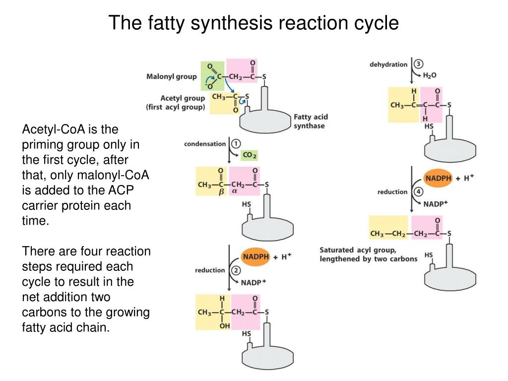 Unraveling Fatty Acid Synthesis: 3 Key Insights