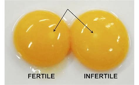 4 Steps to Fertilize a Chicken Egg