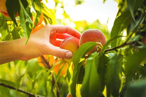 5 Essential Tips for Peach Tree Fertilization