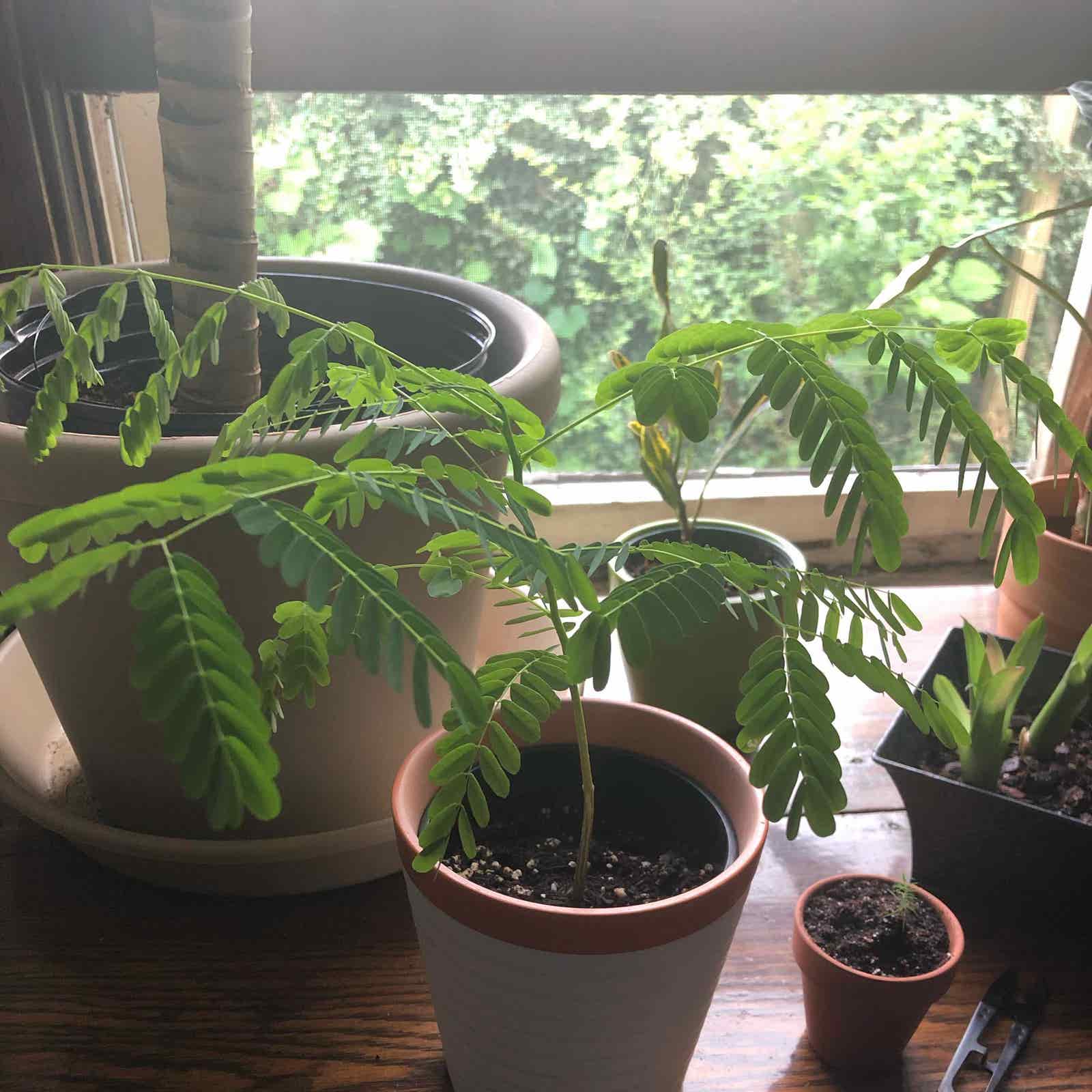 The Perfect Fertilizer Guide for Royal Poinciana