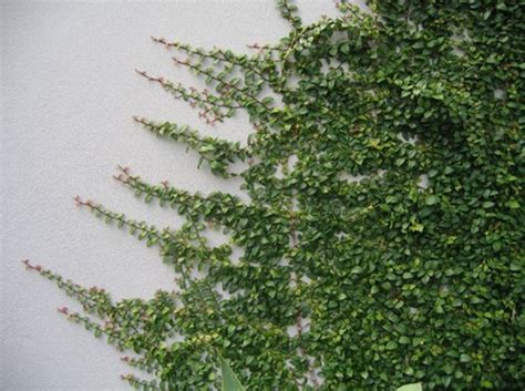 Ficus Pumila: A Speedy Creeping Fig