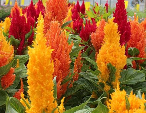 Fire Feather Edible Flowers Celosia Nurtured In Norfolk Fire Feather Edible Flowers Celosia Nurtured In Norfolk