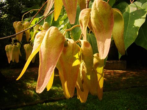 The Beauty of the Chinese Parasol Tree