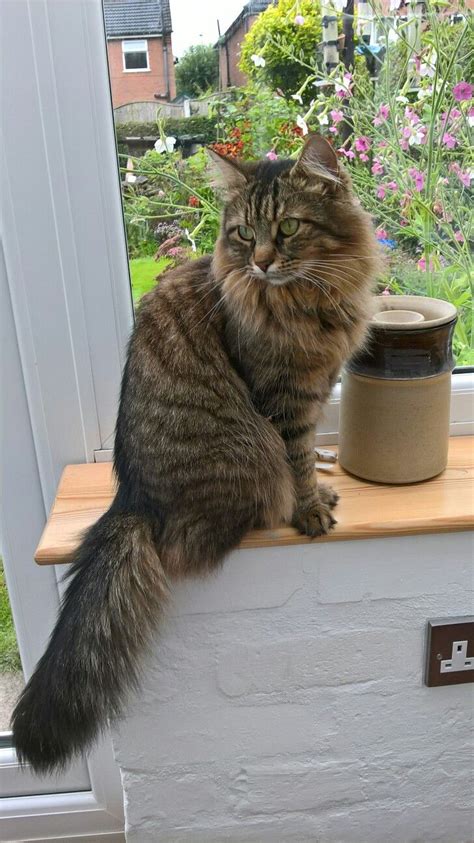 Five Tips For A Healthy Tabby Cat Tabby Cat Care Tabby Cat Fluffy Five Tips For A Healthy Tabby Cat Tabby Cat Care Tabby Cat Fluffy