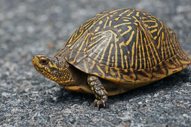 Everything You Need to Know About FL Box Turtles