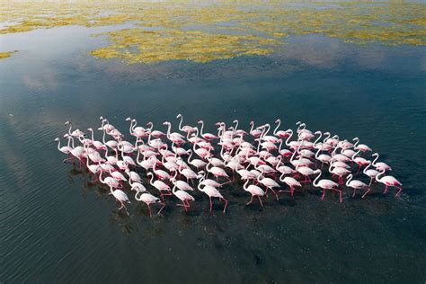 The Flamingo's Flight Plan: 5 Strategies