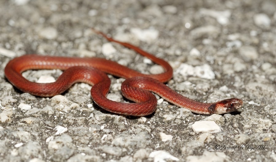 Florida Brown Snake Florida Backyard Snakes Florida Brown Snake Florida Backyard Snakes