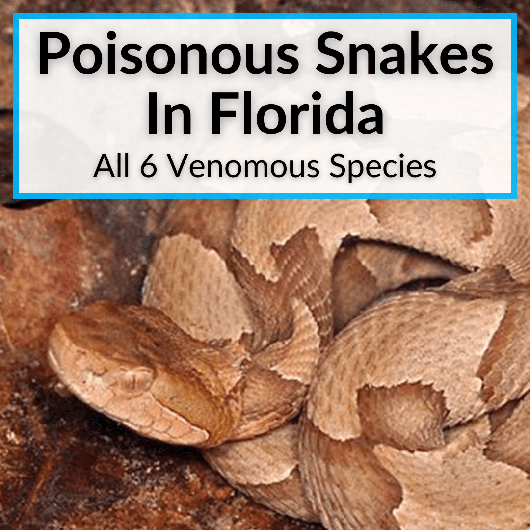Common Florida Snakes: 10 Deadly Species