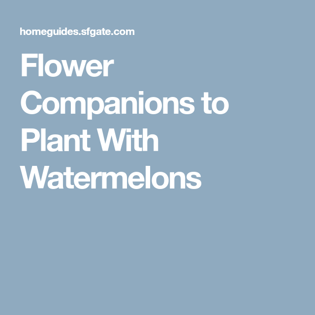 Flower Companions To Plant With Watermelons Watermelon Plants Flower Companions To Plant With Watermelons Watermelon Plants