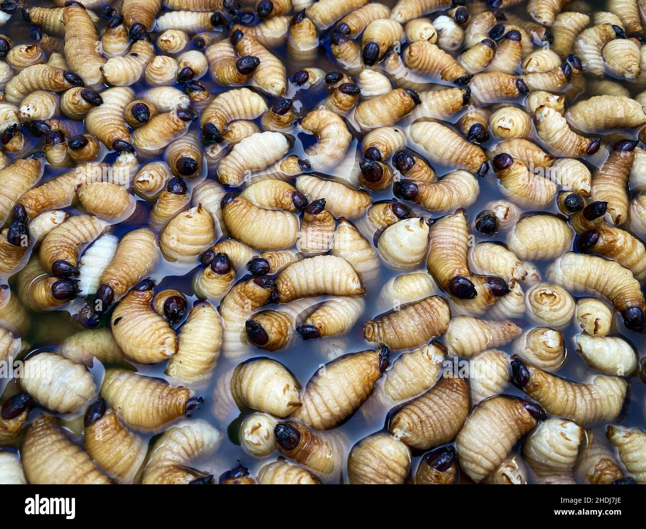 4 Ways To Prevent Fly Larvae On Food