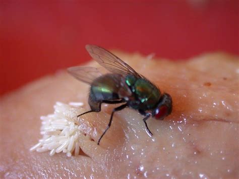 5 Steps to Prevent Fly Egg-Laying on Food