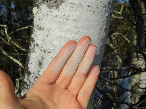Foraging Forest Fables Trembling Aspen Foraging Forest Fables Trembling Aspen