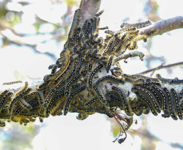 Unveiling the Forest Tent Caterpillar's Journey