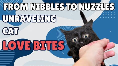 From Nibbles To Nuzzles Unraveling Cat Love Bites Youtube From Nibbles To Nuzzles Unraveling Cat Love Bites Youtube