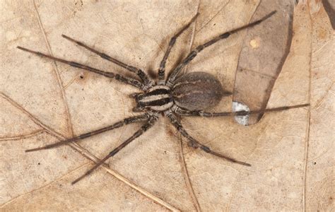 Unveiling 5 Facts About Funnel Weavers