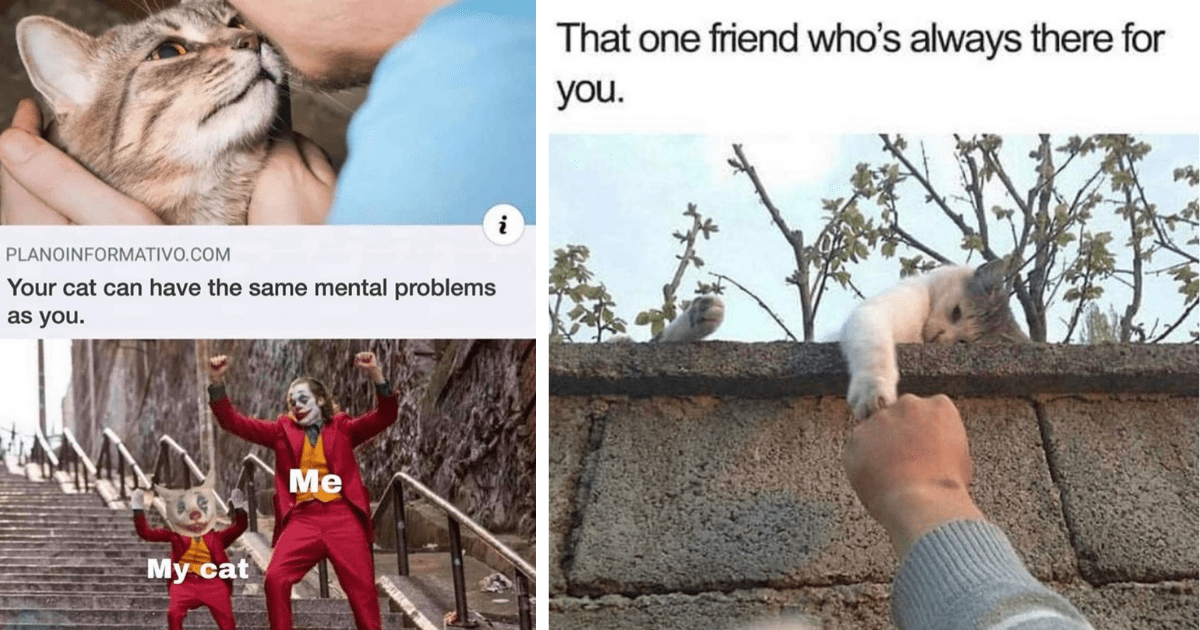 Funny Cat Memes For People Who Have Separation Anxiety From Their Cats Funny Cat Memes For People Who Have Separation Anxiety From Their Cats