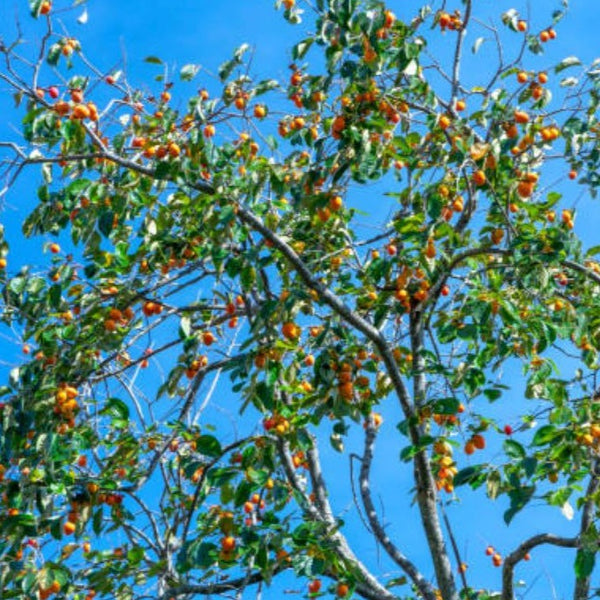 Fuyu Persimmon Tree Care Fuyu Persimmon Tree Care