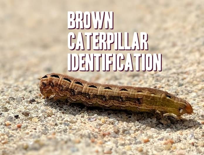 Fuzzy Brown Caterpillar Identification