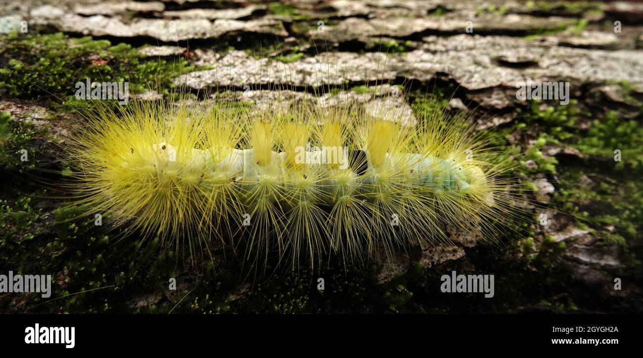 The Secret Life of Fuzzy Yellow Caterpillars