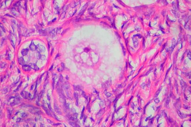 Gamete and Zygote: Unraveling the Differences Gamete and Zygote: Unraveling the Differences
