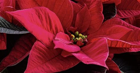 Gardening Tips A Quick Guide To Caring For Poinsettias The Irish News