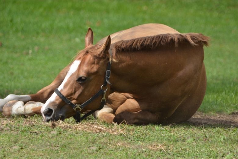 Gas Colic In Horses Gas Colic In Horses