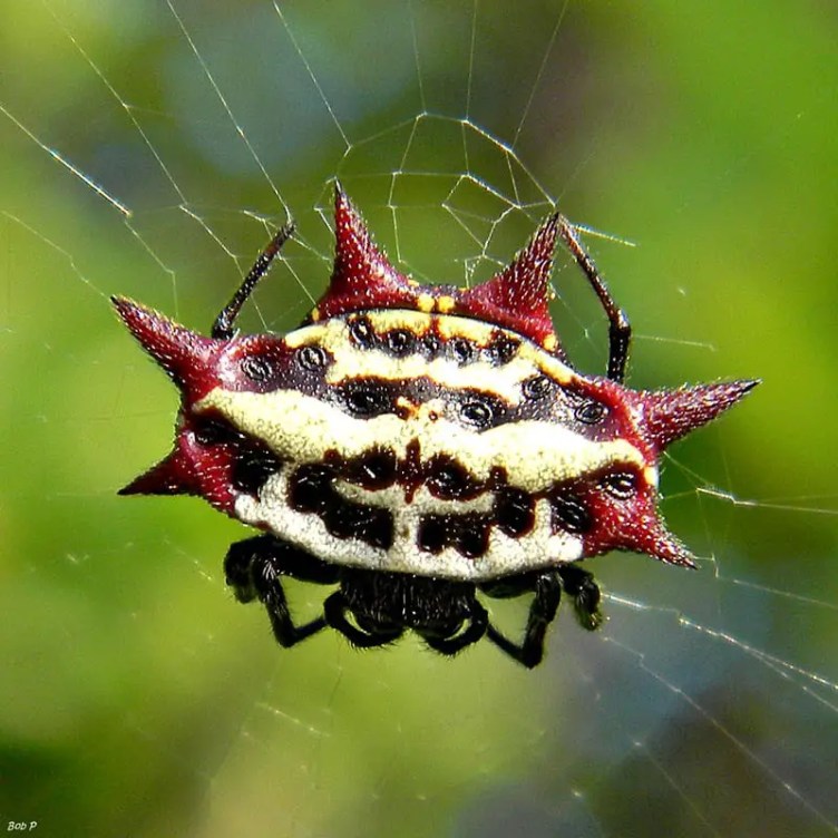 Gasteracantha Cancriformis Spinybacked Orb Weaver Usa Spiders Gasteracantha Cancriformis Spinybacked Orb Weaver Usa Spiders