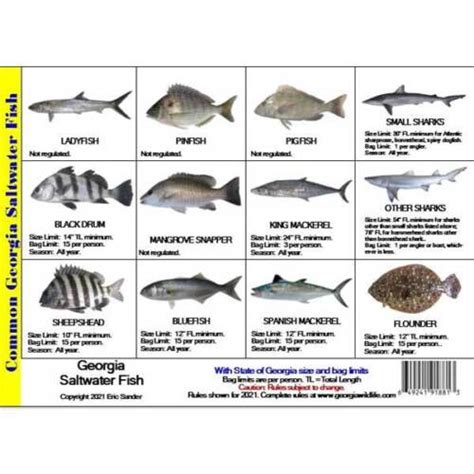 Know the Georgia Fish Size Limits
